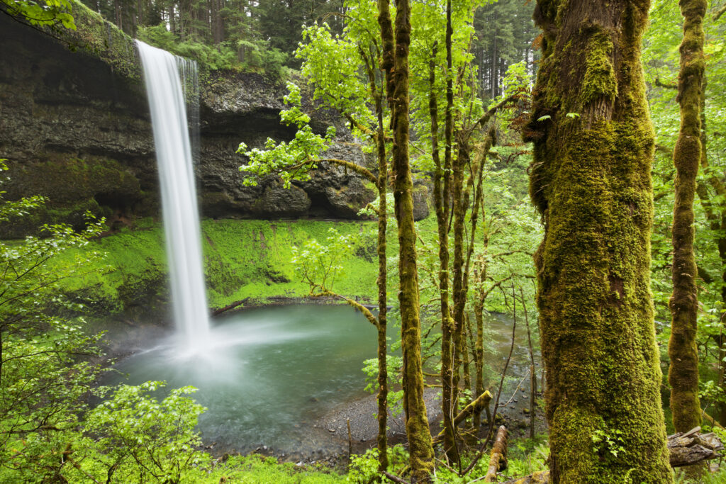 Portland Day Trips Silver Falls State Park